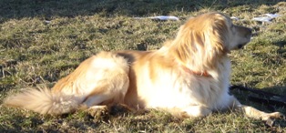 sam